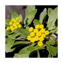 (山野草)キク(菊)イソギク(磯菊)3号(3ポットセット)