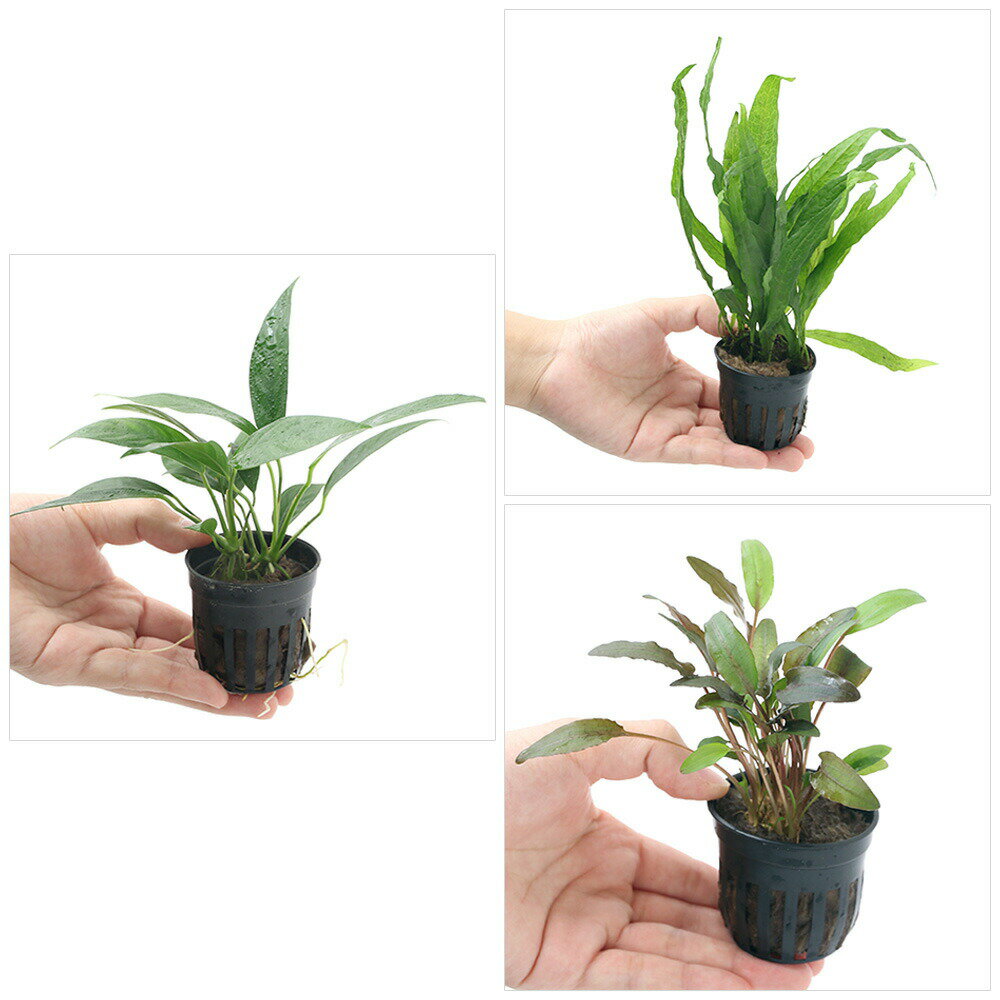 �ʿ���˿͵��ο���6�糧�åȡ�6�ݥå�ʬ��