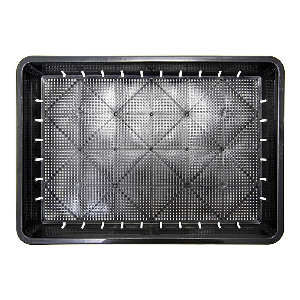 ����Ȣ��51��������������