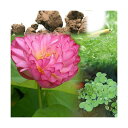 (ビオトープ)(めだか)ビオ植物とメダカセット 八重茶椀蓮(ヤエチャワンハス) 鉢なしセット 本州四国限定