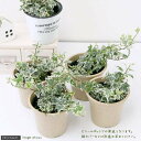 (観葉植物)ヘデラ(アイビー) ニューミニシルバー 3号(5ポット)