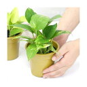 (観葉植物)ポトス 品種おまかせ 3号(3ポット)