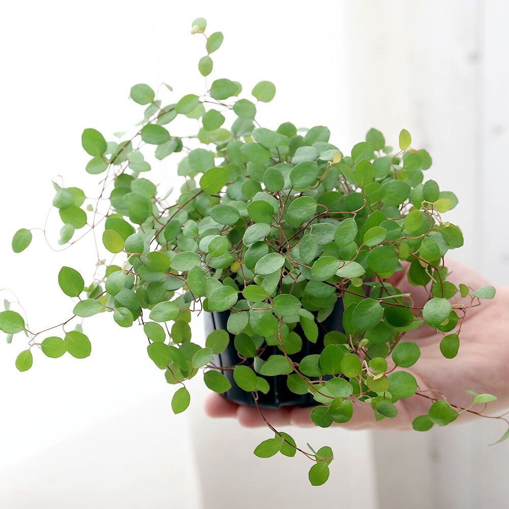 (観葉植物)ワイヤープランツ 3号(3ポット)の紹介画像2