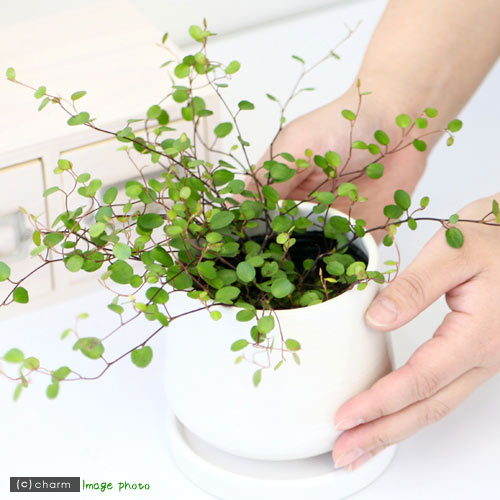 (観葉植物)ワイヤープランツ 3号(3ポット)の紹介画像3