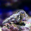 (海水魚)ヤドカリ ホワイトリーフハーミットクラブ(3匹)