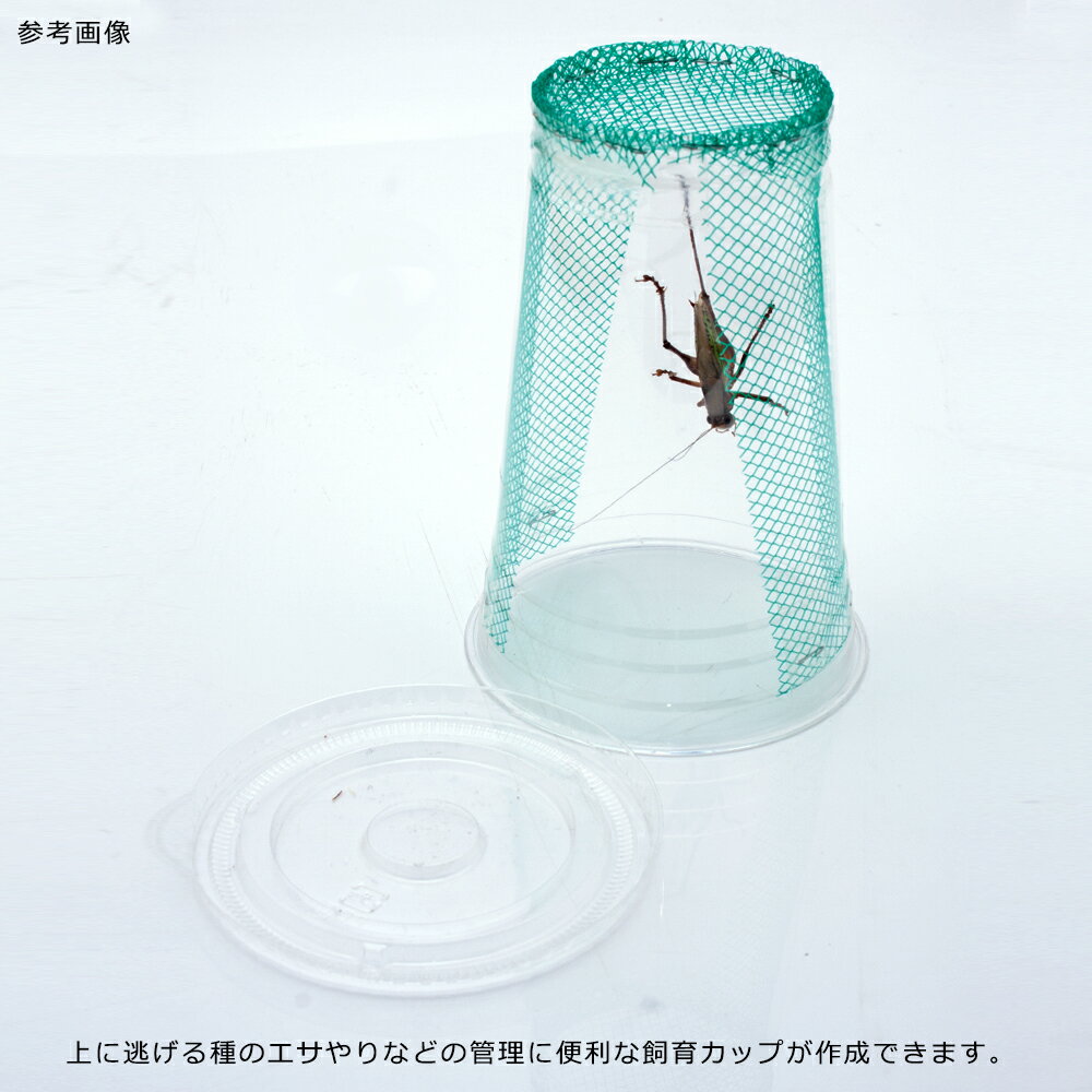 ���餷�䤹�����ꥮ�ꥹ�����ޥ��꾮ʬ�����饫�åס��������åȡ�10��ʬ��������������ա�����������