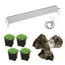 (水草)風山石とキューバパールグラスレイアウトセット(無農薬)+アクロLED GROW600 60cm水槽用 本州四国限定