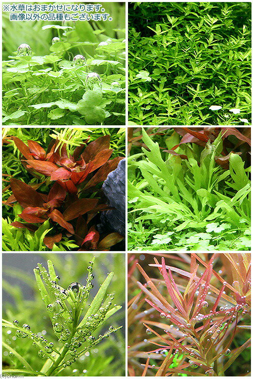 �ʿ���ˤ��ޤ�������ե쥤�����ȥ��åȡ�8���̵�����ˡܥ�����LED��VIVID600��60cm�����ѡ��ܽ��͹����