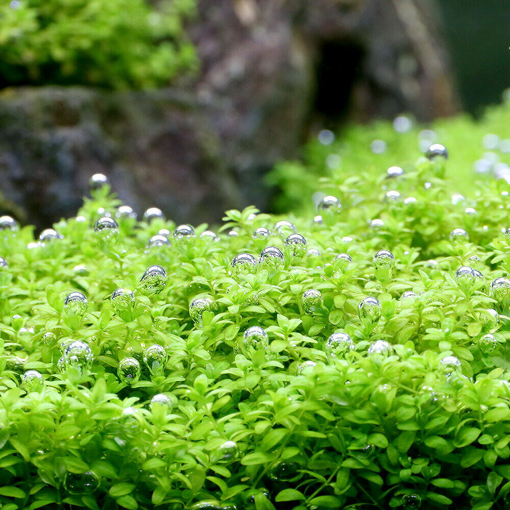 �ʿ���������Ф��ȿ����ܥ��塼�Хѡ��륰�饹���åȡ�̵�����ˡܥ�����LED��GROW300��30cm�����ѡ��ܽ��͹����