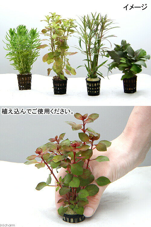 （水草）おまかせ水上葉ミニポット　5ポットセット（無農薬）＋アクロLED　GROW300...