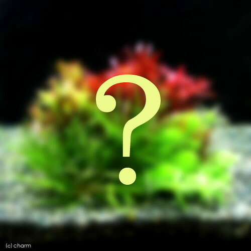 （水草）小型水槽用水中葉5種セット（無農薬）＋アクロLED　VIVID300　30cm水槽用...