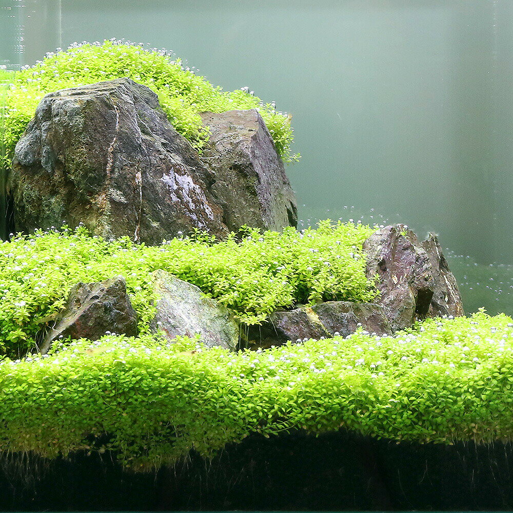 （水草）風山石と組織培養キューバパールグラスセット（無農薬）＋アクロLED　VIVI...