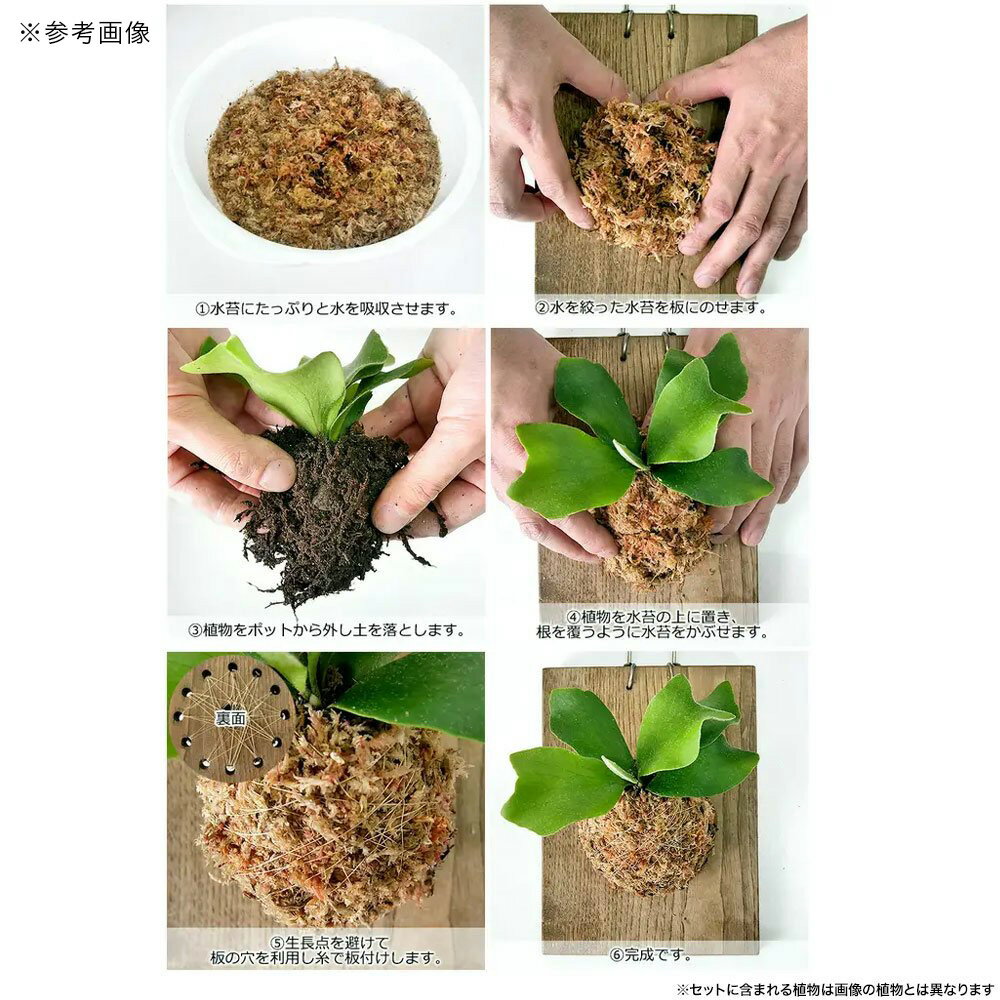 （入荷未定）（観葉植物）ビカクシダ板付けセット　リドレイ　スポア　壁掛け　初...