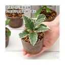 (山野草)盆栽 おまかせ山野草盆栽 穴有益子焼植木鉢(還元)(5鉢)
