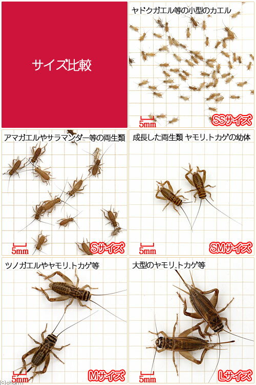 �����¡˻����ݾڤʤ����衼���åѥ�������������M����30ɤ��10�����ˡ�����ࡡξ���ࡡ�緿�����¡���������¡��̳�ƻ���彣�Ҷ������ݲ�