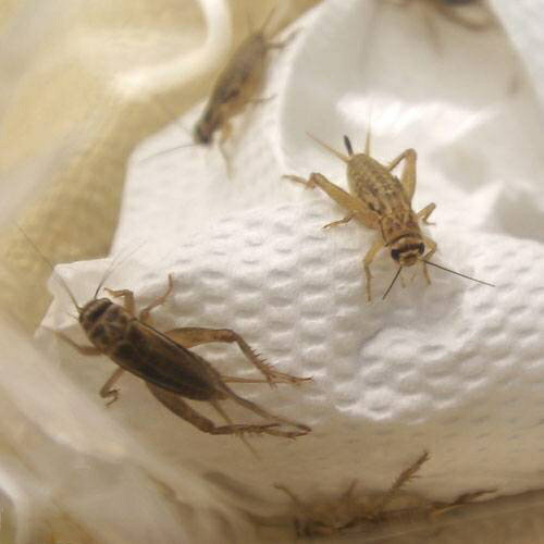 （生餌）死着保証なし　ヨーロッパイエコオロギ　M　約240匹（80グラム）　爬虫類　両生類　大型魚　餌..