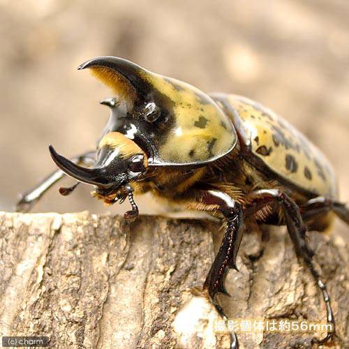 charm 3980 楽天市場店の（昆虫）ティティウスシロカブトムシ　ノースキャロライナ産　幼虫（初〜2令）（3匹）｜アングル2