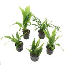 (水草)おまかせミクロソリウム 1種(1ポット分)