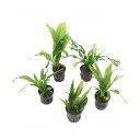 (水草)おまかせミクロソリウム 3種(3ポット分)