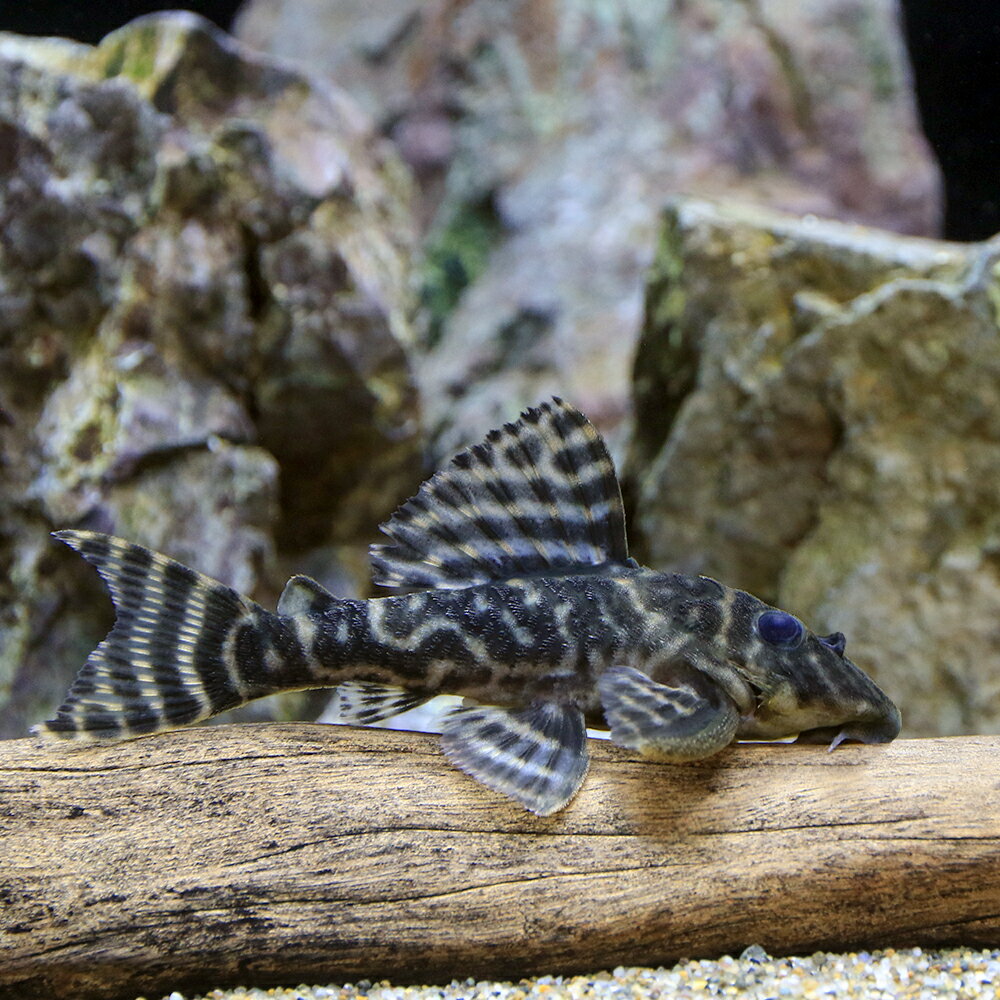 （熱帯魚）タパジョス・ガットタイガープレコ　Mサイズ（ブリード）（1匹）　北海道・九州航空便要保温