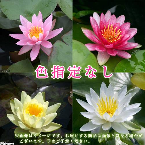 �ʥӥ��ȡ��סˡʤ�����˥�������դ������㡼�प������ӥ��ȡ��ץ��åȡ�����ϡ��������󡡥ӥ��ȡ��ס��ܽ��͹����