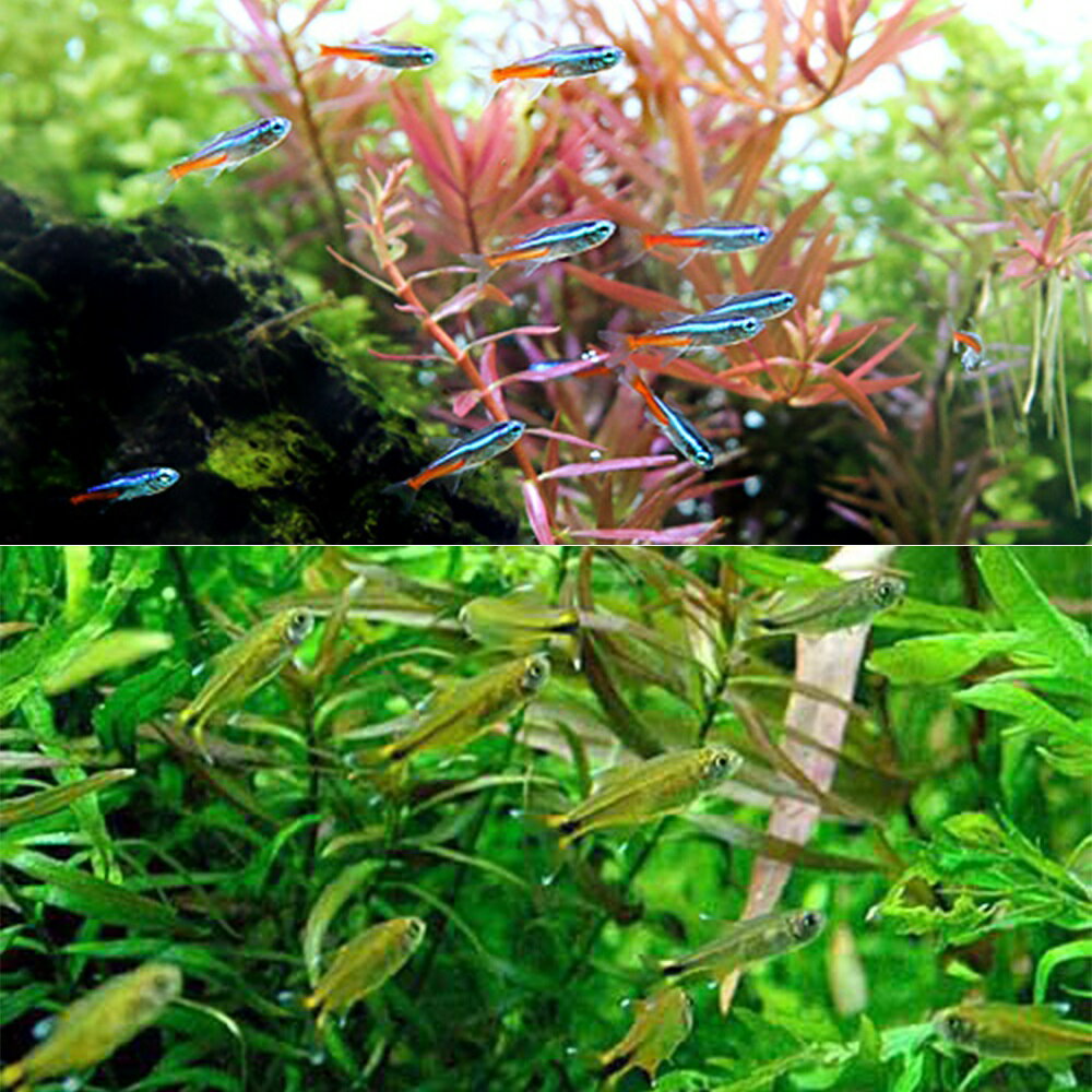 （熱帯魚）シルバーチップ・テトラ（10匹）＋ネオンテトラ（10匹）　北海道・九州航空便要保温