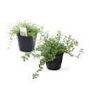 (観葉植物)ハーブ苗 タイム2種セット! (2種各1ポット) 家庭菜園 ティー 料理