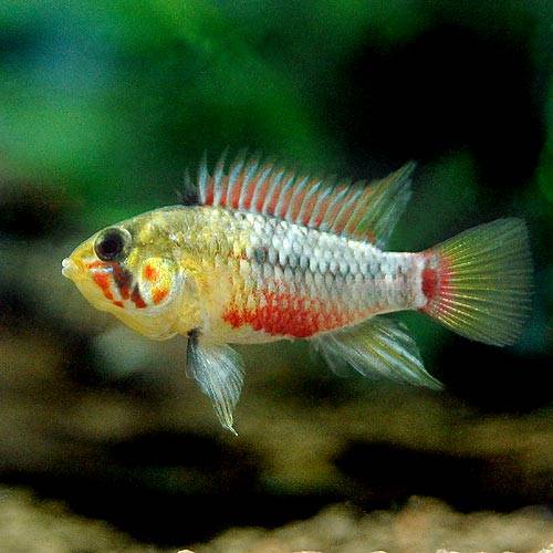 楽天市場】アピストグラマ アガシジィの通販