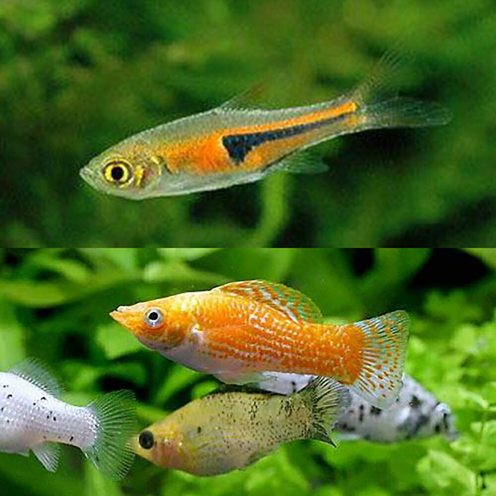 （熱帯魚）ビギナー向けモーリーセット　ミックスモーリー（5匹）＋ラスボラエスペイ（6匹）　北海道・九 ...