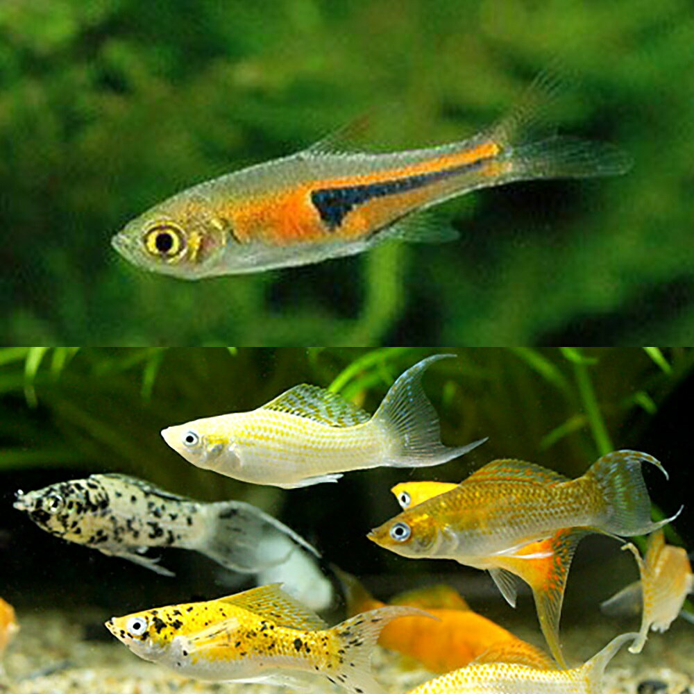 （熱帯魚）ビギナー向けモーリーセット　ミックスライヤーテールモーリー（4匹）＋ラスボラエスペイ（6匹 ...