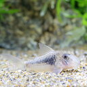 (熱帯魚)コリドラス・ゲオフロイ(ブリード)(1匹) 北海道航空便要保温 沖縄別途送料