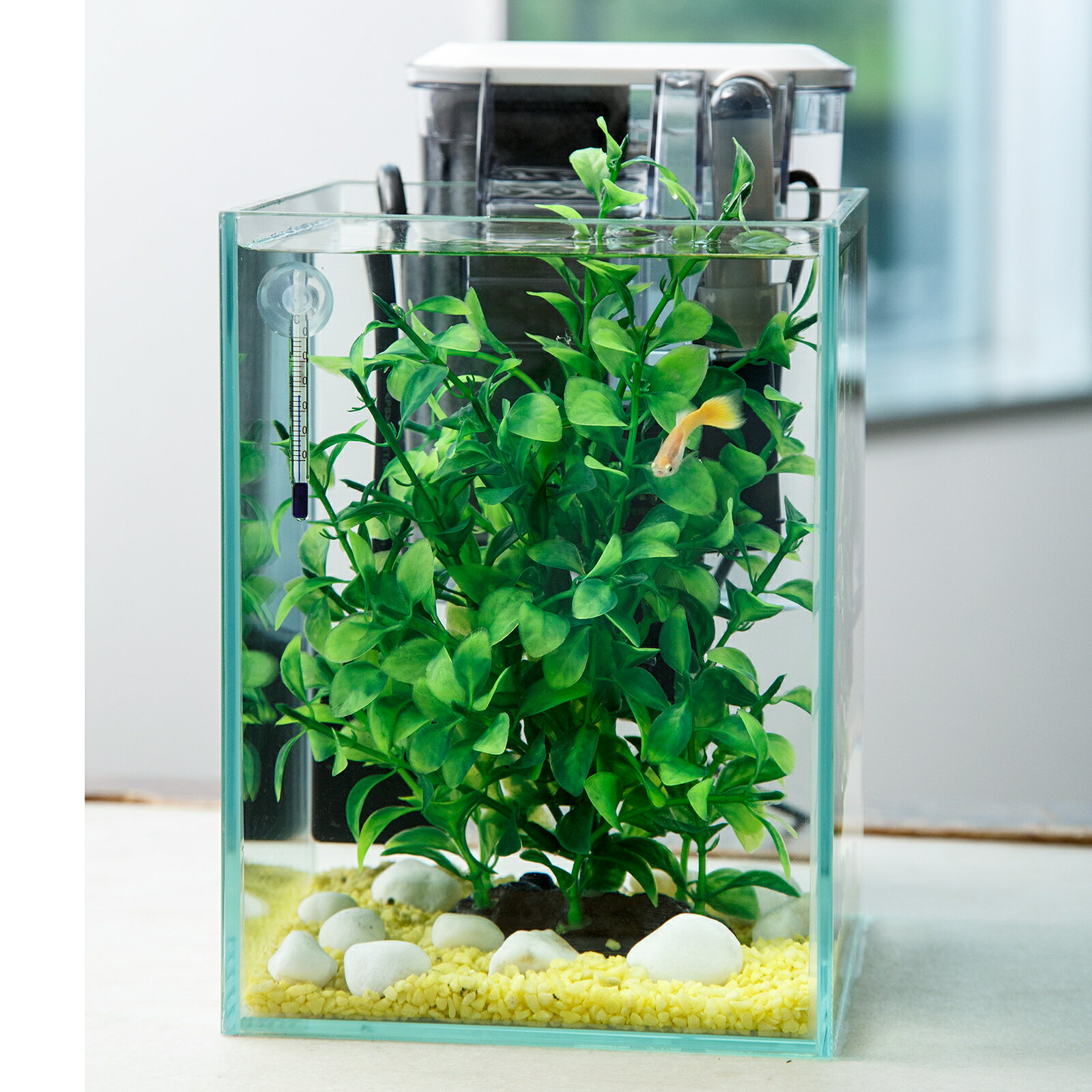 楽天市場】熱帯魚 スターターキット セットの通販 楽天市場】熱帯魚 スターターキット セットの通販