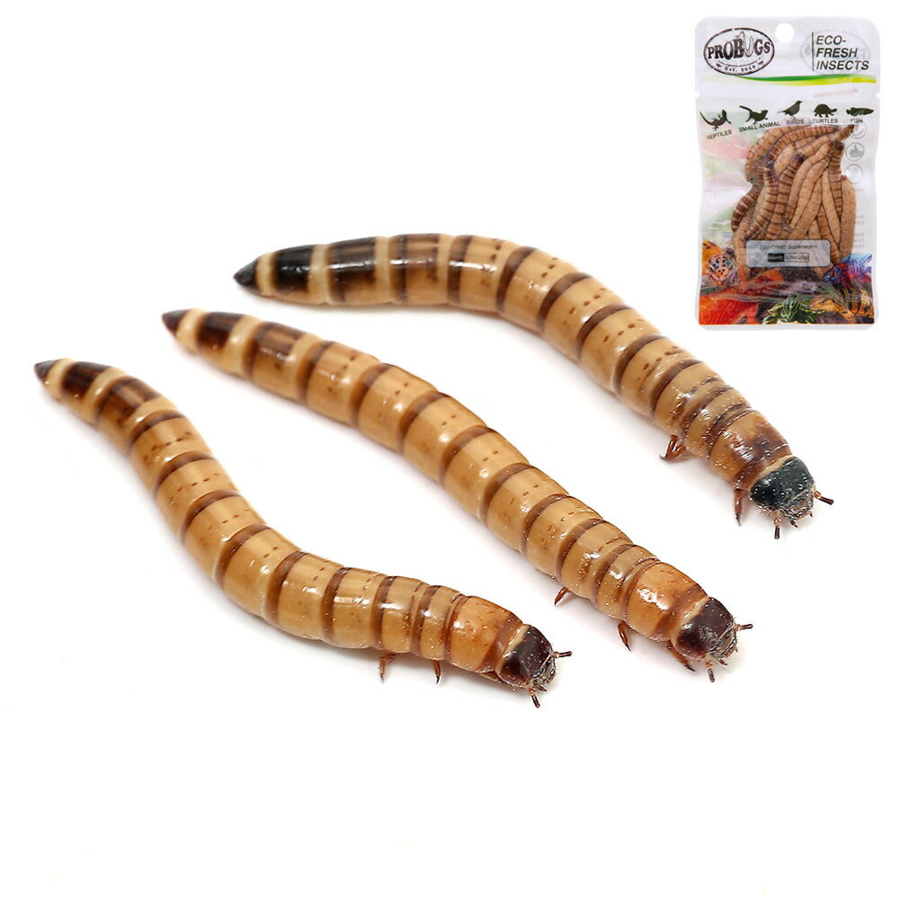 （生餌）ビッグミルワーム（100g）＋プロバグズ 真空生昆虫 スーパーワーム 20g 本州四国限定