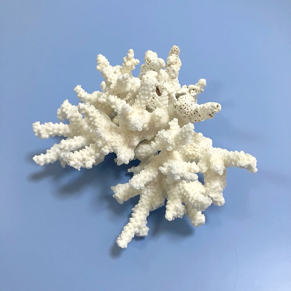 メーカー：(株)リーフ Leaf Corpハイクオリティなかざりサンゴ！一点物　かざりサンゴ特長●数多のかざりサンゴの中より厳選された逸品です。●掲載画像のかざりサンゴをお届けいたします。「これだ！」と思ったものをお選びください。●レイアウトやインテリアなど、様々な用途に使用できます。●1個でも十分な存在感がありますが、複数組み合わせることでより上質な空間を演出します。数量1個サイズ（約）幅13×奥行き10×高さ7cmご注意※大変割れやすい為、お取り扱いには十分ご注意ください。※多少の欠けが生じる場合があります。予めご了承ください。※水洗い等をする際は、鋭い部分がございますので、ケガをなさらないよう十分に注意してお取扱いください。※当製品にて体表を傷つける恐れのある種類・個体には使用しないで下さい。※水槽内に設置する場合、浮く場合がございます。かざりサンゴ・貝殻　Mサイズ（5個セット）　（形状お任せ）かざりサンゴ・貝殻　Sサイズ（5個セット）　（形状お任せ）かざりサンゴ・貝殻　Lサイズ（3個セット）　（形状お任せ）貝殻　シェルコレクション　シャコガイ　ミックス　Mサイズ（1組）（形状お任せ）　オカヤドカリ食器貝殻　フジツボの殻　Mサイズ（1個）（形状お任せ） … 一点物　かざりサンゴ　アクアリウム用品　アクア用品　海水用品　飾り　サンゴ　珊瑚　装飾　レイアウト　インテリア　オブジェ　天然素材　骨格　海水　水槽用アクセサリ　hwlist　hw1fszlist　kszk　20241222　y24m12　q10_hidden■この商品をお買い上げのお客様は、下記商品もお買い上げです。※この商品には付属しません。■かざりサンゴ・貝殻　Mサイズ（5個セット）　（形状お任せ）かざりサンゴ・貝殻　Sサイズ（5個セット）　（形状お任せ）かざりサンゴ・貝殻　Lサイズ（3個セット）　（形状お任せ）貝殻　シェルコレクション　シャコガイ　ミックス　Mサイズ（1組）（形状お任せ）　オカヤドカリ食器貝殻　フジツボの殻　Mサイズ（1個）（形状お任せ）