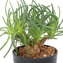(多肉植物)フィロボルス レスルゲンス 3.5号(1鉢)