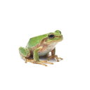 (両生類)ニホンアマガエル(3匹) 北海道航空便要保温