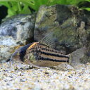 (熱帯魚)コリドラス・ショートノーズオルナータス(ブリード)(1匹) 北海道航空便要保温 沖縄別途送料