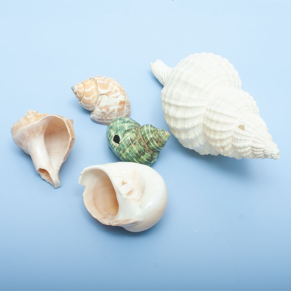 ���पǤ����B�ʡ����̥ߥå�����5��6�ĥ��åȡ������륳�쥯����󡡴���������