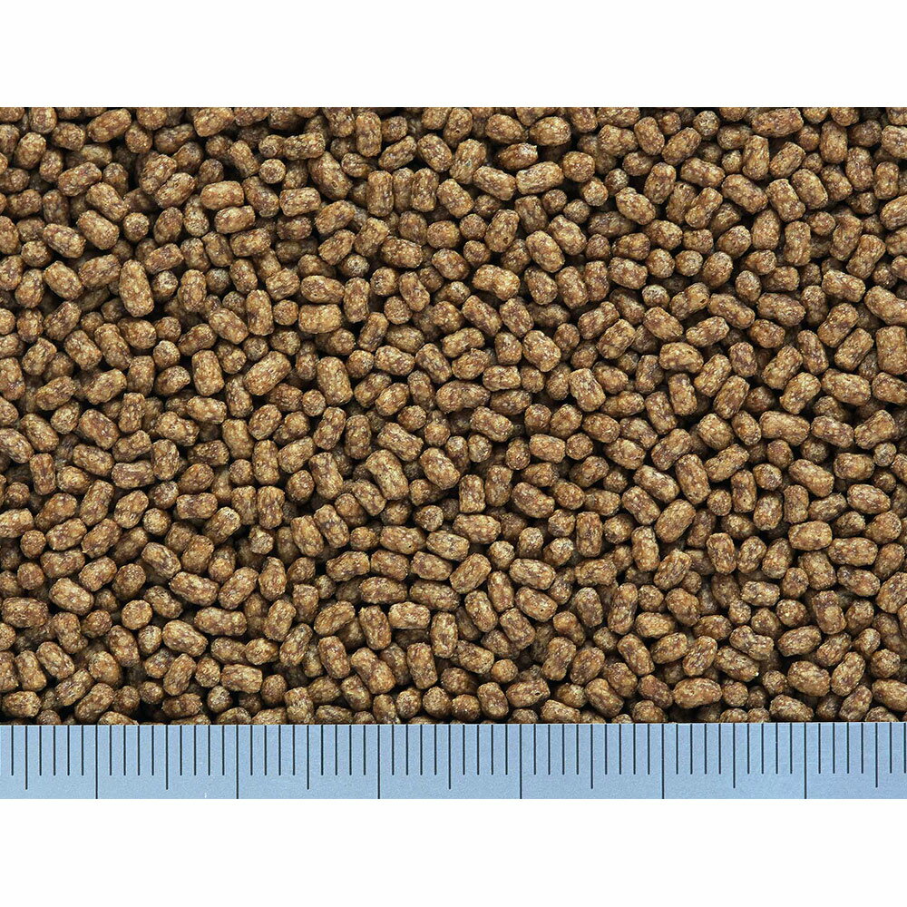 ���硼��󡡥���ץ����ߥˡ�40g���ʤղ������Ĺ5cm�ޤǡ˻ҥ��ᡡ�٥ӡ����������50���¤ꡡ����������