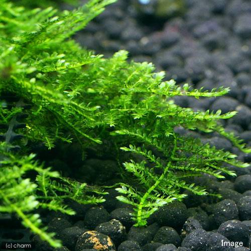 （水草）モスsp．アンカー　プリンカップ（水中葉）（無農薬）（1個）　北海道・九州航空便要保温