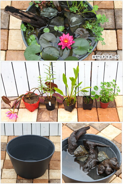 �ʥӥ��ȡ��ס˿�ϡȭ���졼�������Ф�ή�ڤΥ쥤�����ȥ��åȡ��ܽ��͹���ꡡ�������1���¤�