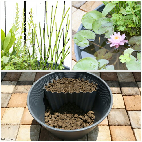 �ʥӥ��ȡ��ס˿�ϡȭ���졼�������ʤߥ쥤�����ȡ�������󥻥åȡ��ܽ��͹���ꡡ�������1���¤�