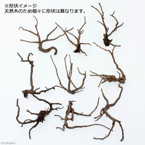 ������Ǥ�����ѹ��ߺѤߡ��˾�ή�ڡ�M����������20��30cm�ˡ�3�ܡ��������ꥦ�ࡡ�쥤�������Ǻࡡή�ڡ�����������