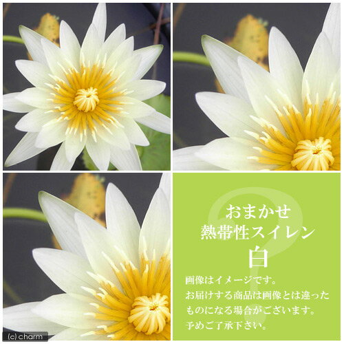 （ビオトープ）睡蓮 おまかせ熱帯性品種睡蓮（スイレン） 白系（1ポット）（休眠状態）