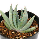 (多肉植物)アロエ ペグレラエ 3号(1鉢)