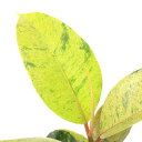 (観葉植物)フィカス ジン 2.5号(1鉢)