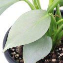 (観葉植物)フィロデンドロン シルバーメタル 吊り鉢タイプ 5号(1鉢)