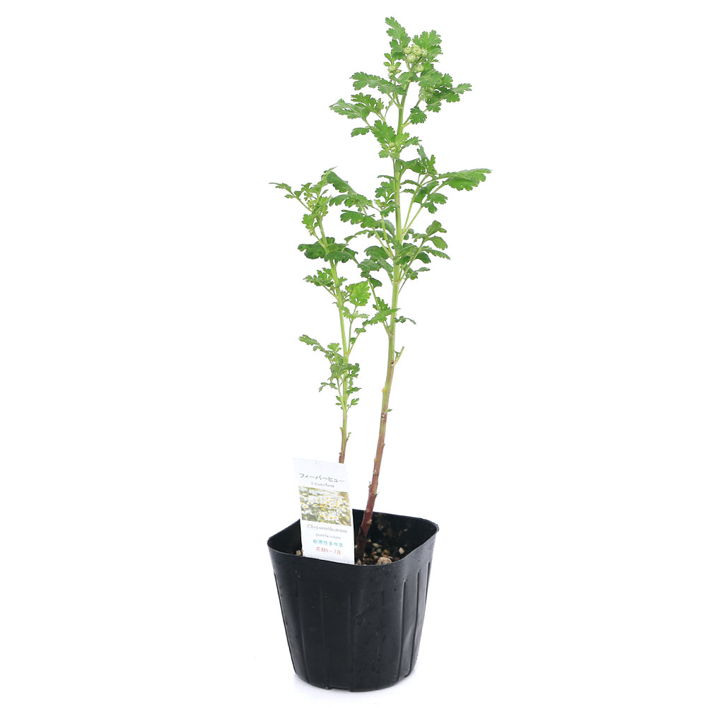 （観葉植物）ハーブ苗　フィーバーフュー　3号（1ポット）　家庭菜園