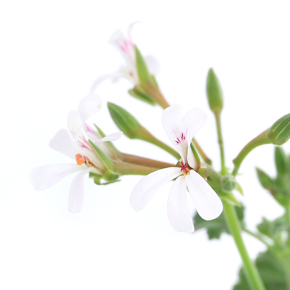 （観葉植物）ハーブ苗　ゼラニウム　オールドスパイス　3号（1ポット）　アロマ　...