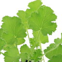 (観葉植物)ハーブ苗 ゼラニウム ジンジャー 3号(1ポット) アロマ 家庭菜園 クラフト 料理